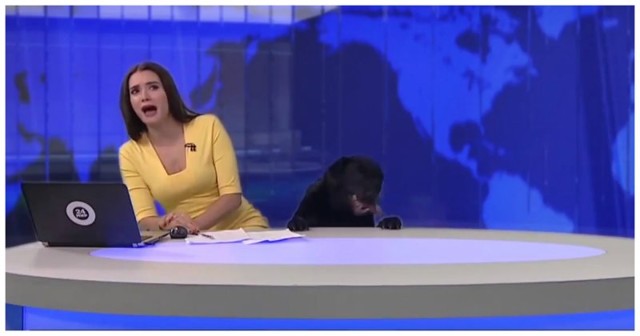 Собака в студии!  В прямом эфире телеканала МИР 24 ведущую напугала большая любопытная собака