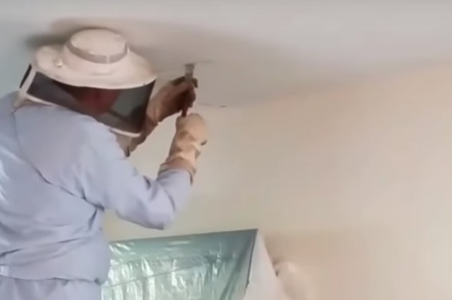 Жительница США была совсем не готова обнаружить в своём потолке 120000 пчёл