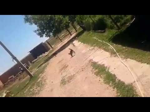 Наезд котов на собаку