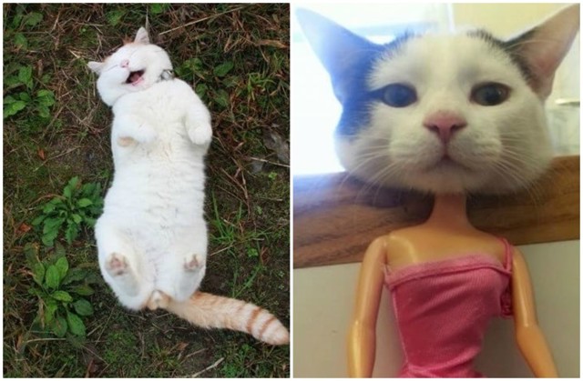 Лето по-кошачьи