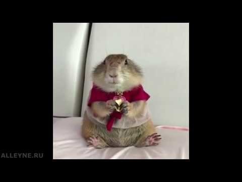 Милый жующий хомяк