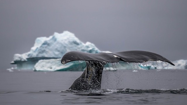 Невероятное видео гренландских китов снятое с воздуха