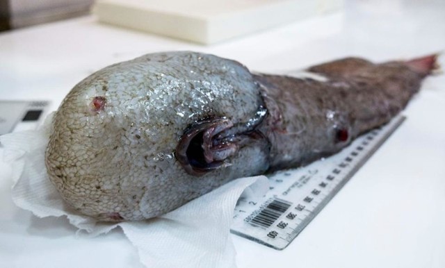 Около Австралии поймали считавшуюся вымершей рыбу без лица