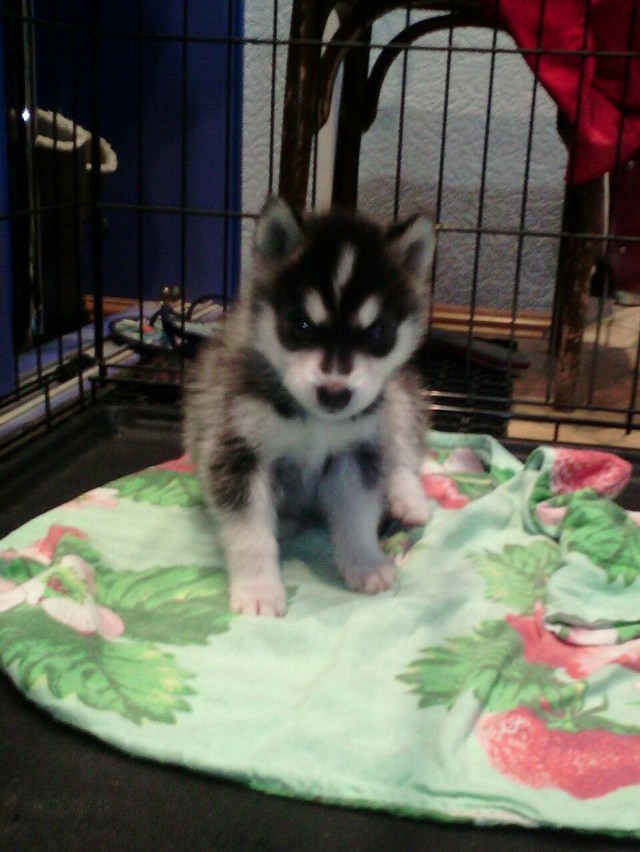 Собакочетверг для хасоводов и не только