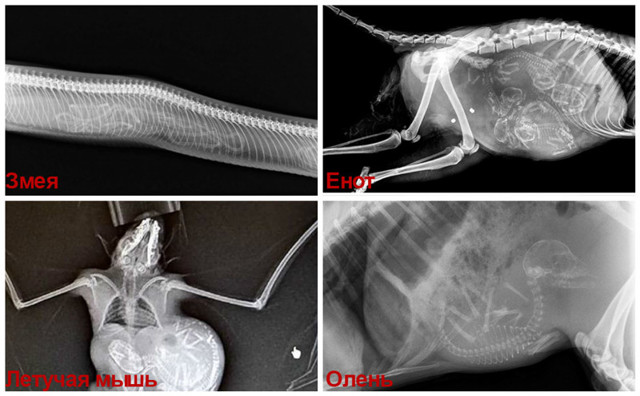 Как выглядит беременность животных на рентген-снимках