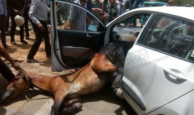 В Индии лошадь влетела в лобовое стекло автомобиля