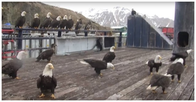 В суровых краях и голуби суровые!  Кормление белоголовых орланов на Аляске