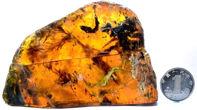 Ученые нашли янтарь с останками птенца возрастом 100 млн лет