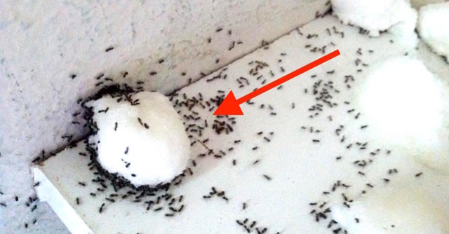 Надежный способ избавиться от ненавистных муравьев в квартире