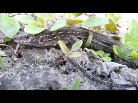 Кошка играет с ящерицей