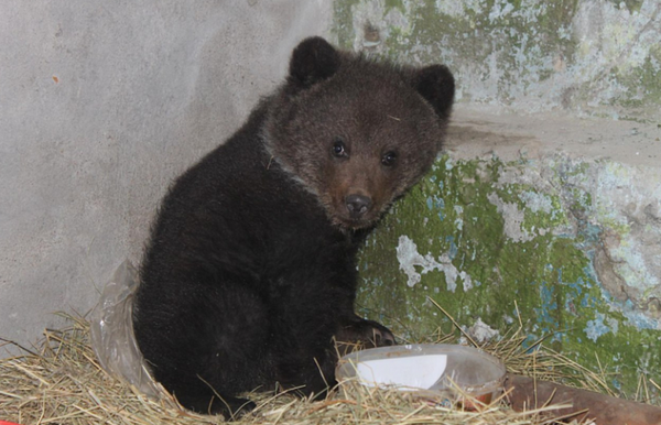 Жители Омской области приютили истощённого медвежонка