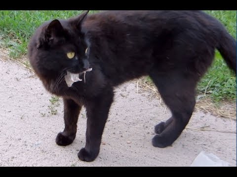 Кошка съела мышку