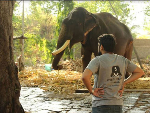 Зоозащитники освободили 75-летнего слона, который 50 лет просидел на цепи