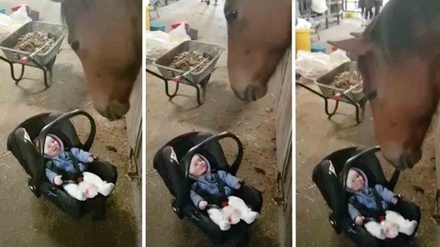  Эта лошадь знает, как успокоить плачущего ребенка 