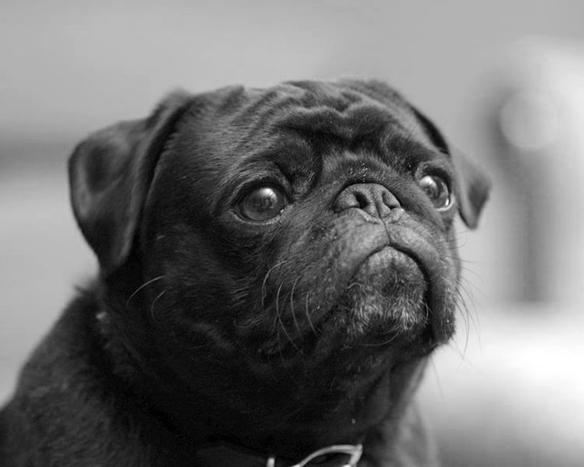 В Китае спасли 1000 собак, которых везли на убой