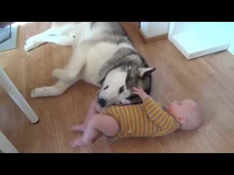 Малыш и хаски. Как же это мило