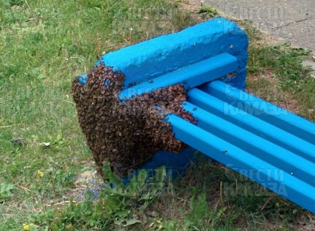 Пчелиный рой облепил скамейку во дворе