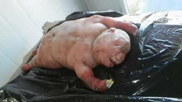 Человекоподобный ягненок родился в Южной Африке