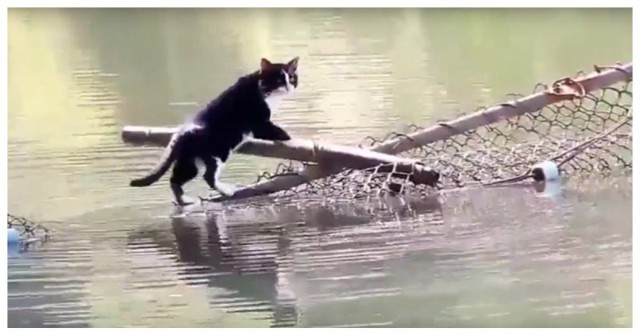 Этого кота не пугают никакие водные преграды!