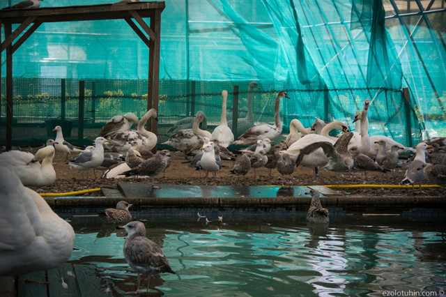 Место, где спасают птиц