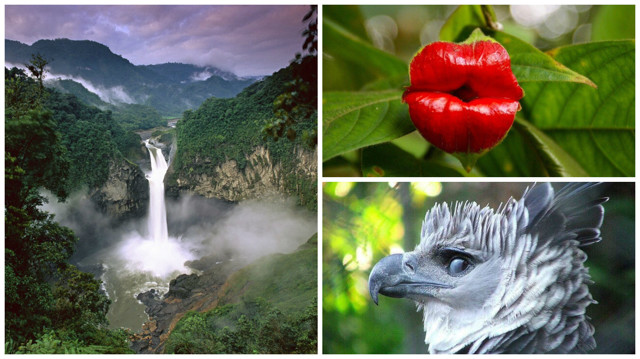 Дикая природа Амазонки