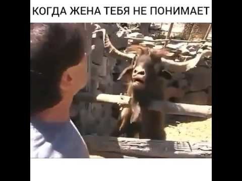Когда жена тебя не понимает