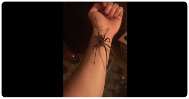 Храбрость или глупость? Один из самых ядовитых в мире пауков прогулялся по руке мужчины