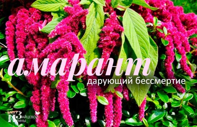 Амарант дарующий бессмертие