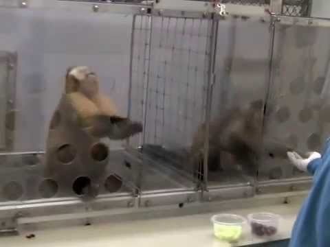 Чувство справедливости у животных