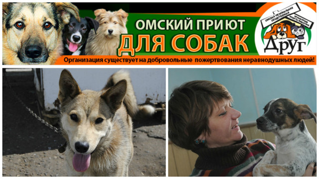 Омские беспризорные собаки и люди с большим сердцем