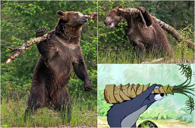 Как в мультфильме: медведь чешет спину стволом дерева
