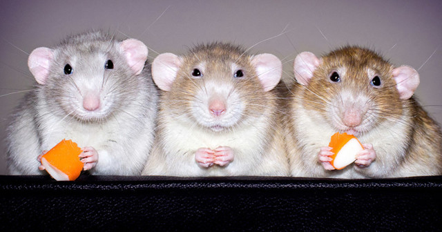 Очаровательные портреты, которые изменят ваше представление о крысах
