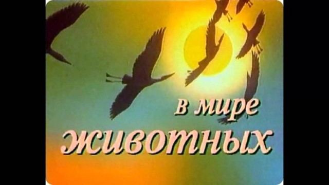 Подборка 10 ютуб-каналов о животных
