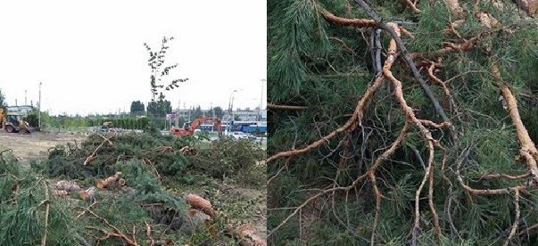 Об отсутствии морали: вырубили сквер у Мамаева кургана под парковку