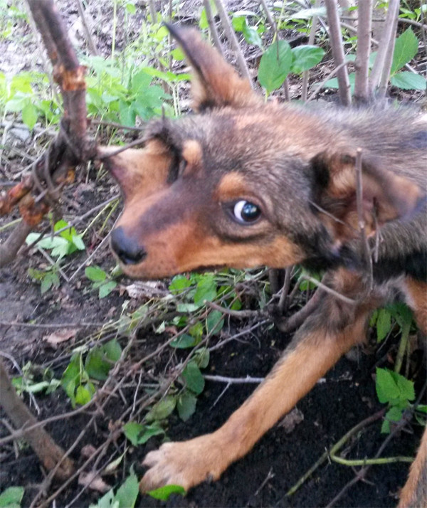 Она неделю провисела на проволоке и плакала на всю округу