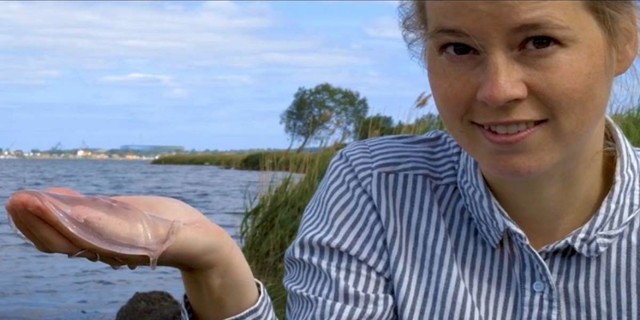 Оказывается, спирт может превратить медузу в хрустящий чипс