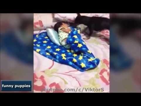 Забавные щенки!