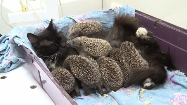 Мама Муся