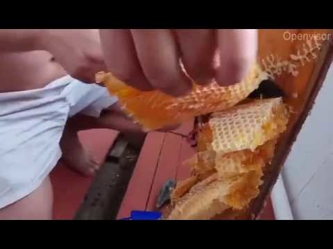 Во время ремонта на балконе мужчина нашел настоящий клад — вкуснейший мёд! Вот это повезло!