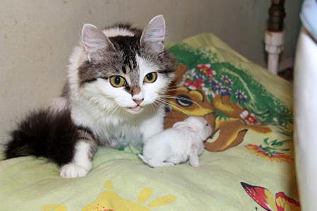 Кошка Мурка усыновила крольчонка, от которого отказалась родная мать