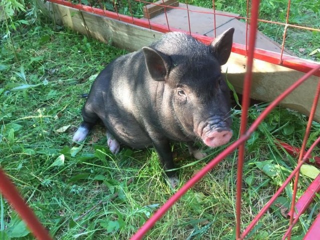 Розовый пятачок за бортом! Московские спасатели выловили из химкинского водохранилища… мини-пига!