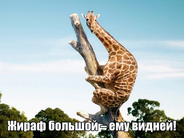 Цитаты из песен Владимира Семёновича, ушедшие в народ, теперь в самодельных картинках