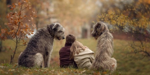 Животные, которые могут нас спасти: как собаки и кошки лечат болезни