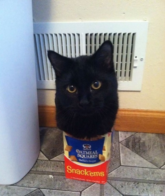 Коты, которые обожают маленькие пространства