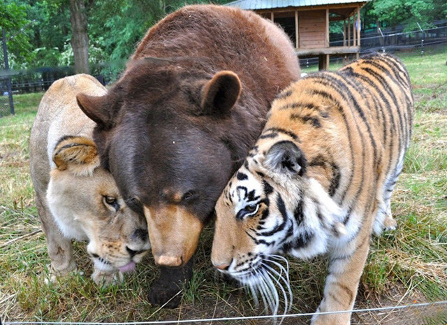 Очередная подборка дружбы среди животных