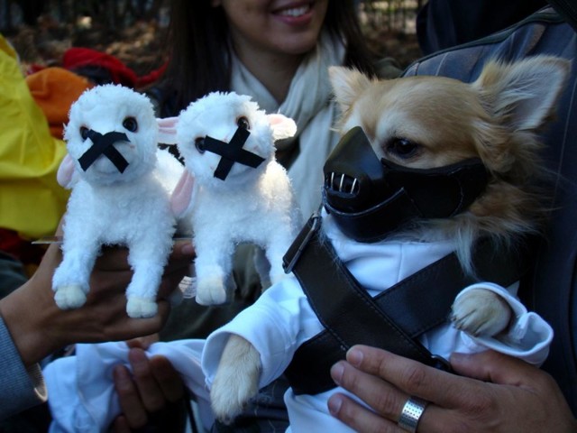 Очень странные костюмы для собак