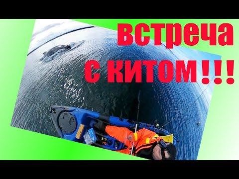 Каякинг с китом