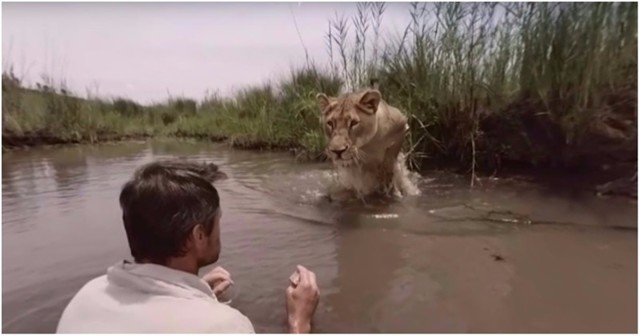 На мужчину из кустов прыгнула огромная львица... чтобы обнять и облизнуть!