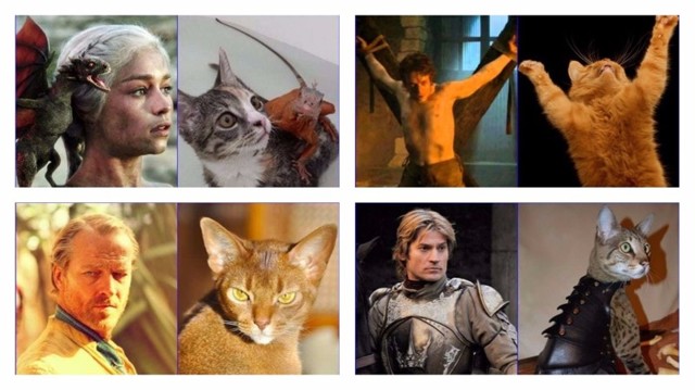 26 кошек, страшно похожих на героев "Игры престолов"