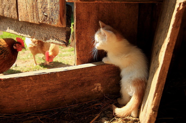 Деревенская идиллия в фотографиях Сергея Красноперова